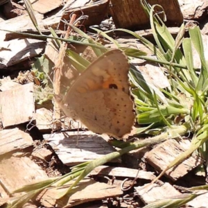 Junonia villida at Yarralumla, ACT - 3 Nov 2023 12:54 PM