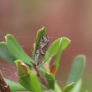 Glyphipterix (genus) at Mongarlowe, NSW - 5 Nov 2023