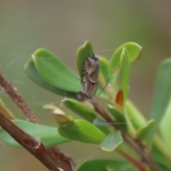 Glyphipterix (genus) at Mongarlowe, NSW - 5 Nov 2023