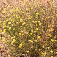 Calotis lappulacea at Yarralumla, ACT - 3 Nov 2023