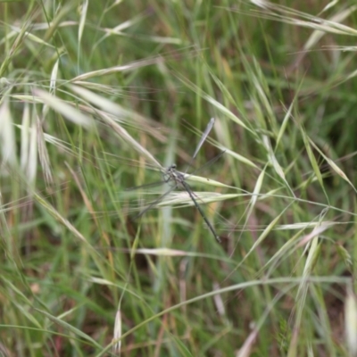 Austroargiolestes icteromelas (Common Flatwing) at Belconnen, ACT - 5 Nov 2023 by VanceLawrence