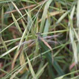 Austroargiolestes icteromelas at Molonglo River Reserve - 5 Nov 2023 02:28 PM