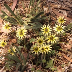 Arctotheca calendula (Capeweed, Cape Dandelion) at Yarralumla, ACT - 3 Nov 2023 by ConBoekel