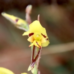 Diuris sulphurea (Tiger Orchid) at Mongarlowe River - 5 Nov 2023 by LisaH