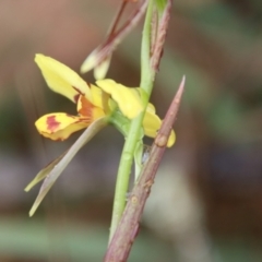 Diuris sulphurea at Northangera, NSW - suppressed