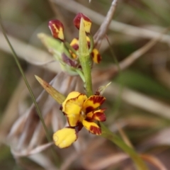 Diuris semilunulata (Late Leopard Orchid) at Mongarlowe River - 5 Nov 2023 by LisaH