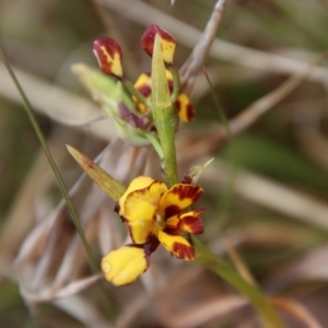 Diuris semilunulata at Mongarlowe, NSW - suppressed