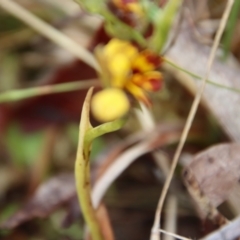 Diuris semilunulata at Mongarlowe, NSW - suppressed