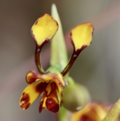 Diuris semilunulata at Mongarlowe, NSW - suppressed