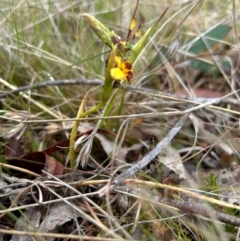 Diuris semilunulata at Mongarlowe, NSW - suppressed