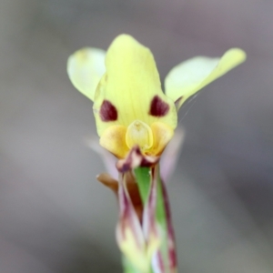 Diuris sulphurea at Mongarlowe, NSW - 5 Nov 2023