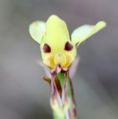 Diuris sulphurea (Tiger Orchid) at Mongarlowe River - 5 Nov 2023 by LisaH