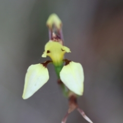 Diuris sulphurea at Mongarlowe, NSW - 5 Nov 2023