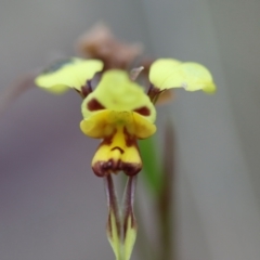 Diuris sulphurea at Mongarlowe, NSW - 5 Nov 2023