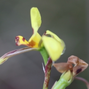 Diuris sulphurea at Mongarlowe, NSW - 5 Nov 2023