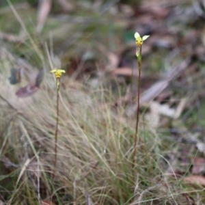 Diuris sulphurea at Mongarlowe, NSW - 5 Nov 2023