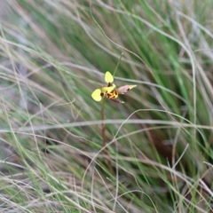 Diuris sulphurea (Tiger Orchid) at Mongarlowe, NSW - 5 Nov 2023 by LisaH