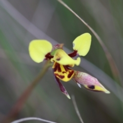Diuris sulphurea at Mongarlowe, NSW - suppressed