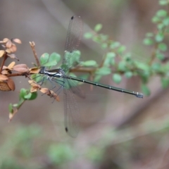 Austroargiolestes icteromelas (Common Flatwing) at Mongarlowe, NSW - 5 Nov 2023 by LisaH