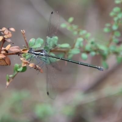 Austroargiolestes icteromelas (Common Flatwing) at Mongarlowe, NSW - 5 Nov 2023 by LisaH