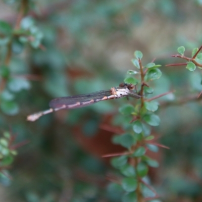 Austrolestes sp. (genus) (Ringtail damselfy) at Mongarlowe River - 5 Nov 2023 by LisaH