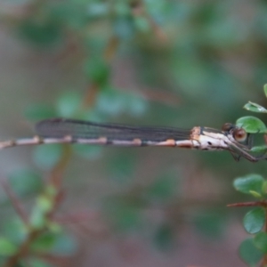 Austrolestes sp. (genus) at QPRC LGA - 5 Nov 2023