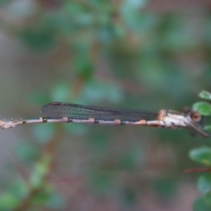 Austrolestes sp. (genus) at QPRC LGA - 5 Nov 2023