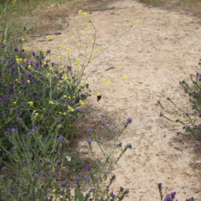 Phalaenoides tristifica (Willow-herb Day-moth) at Molonglo River Reserve - 5 Nov 2023 by VanceLawrence