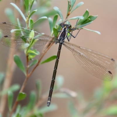 Austroargiolestes sp. (genus) (Flatwing) at Mongarlowe River - 5 Nov 2023 by LisaH