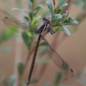 Austroargiolestes sp. (genus) at QPRC LGA - 5 Nov 2023