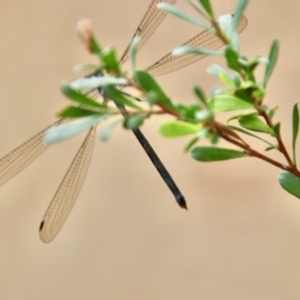 Austroargiolestes sp. (genus) at QPRC LGA - 5 Nov 2023