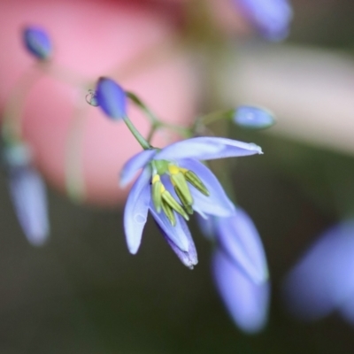 Dianella revoluta var. revoluta (Black-Anther Flax Lily) at Mongarlowe, NSW - 5 Nov 2023 by LisaH