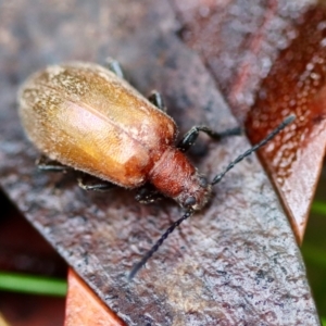 Ecnolagria grandis at Mongarlowe, NSW - 5 Nov 2023