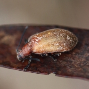 Ecnolagria grandis at Mongarlowe, NSW - 5 Nov 2023