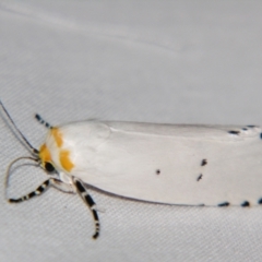 Cryptophasa nigricincta (Xyloryctidae) at Sheldon, QLD - 30 Oct 2007 by PJH123