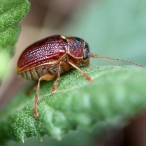 Cadmus (Cadmus) strigillatus at suppressed - suppressed