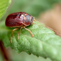 Cadmus (Cadmus) strigillatus at suppressed - suppressed