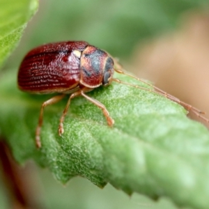 Cadmus (Cadmus) strigillatus at suppressed - suppressed