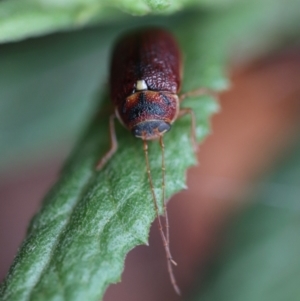 Cadmus (Cadmus) strigillatus at suppressed - suppressed