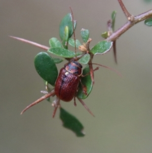 Cadmus (Cadmus) strigillatus at suppressed - 5 Nov 2023