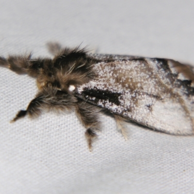 Euproctis marginalis (Euproctis marginalis) at Sheldon, QLD - 30 Oct 2007 by PJH123