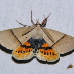 Gastrophora henricaria (Fallen-bark Looper, Beautiful Leaf Moth) at Sheldon, QLD - 31 Oct 2007 by PJH123