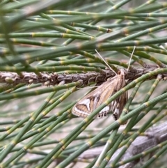 Strepsinoma foveata (Pyralid moth, Snout moth) at Belconnen, ACT - 3 Oct 2023 by SteveBorkowskis