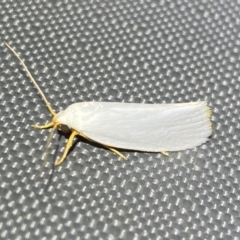 Xylorycta (genus) (A concealer moth) at Jerrabomberra, NSW - 5 Nov 2023 by SteveBorkowskis
