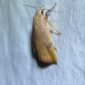 Tortricopsis uncinella at Jerrabomberra, NSW - 5 Nov 2023