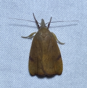 Tortricopsis uncinella at Jerrabomberra, NSW - 5 Nov 2023