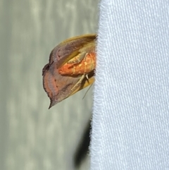 Tortricopsis uncinella at Jerrabomberra, NSW - 5 Nov 2023