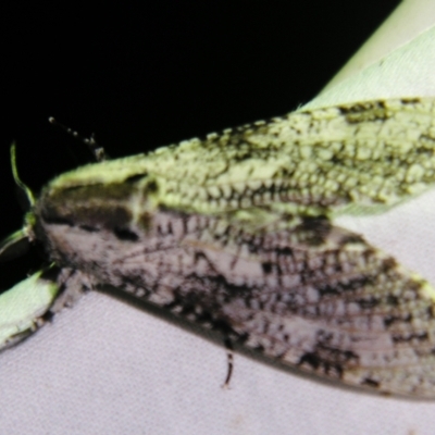 Trismelasmos donovani (A Wood moth (Cossidae)) at Sheldon, QLD - 30 Oct 2007 by PJH123