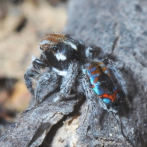 Maratus calcitrans at Berridale, NSW - suppressed