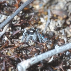 Maratus calcitrans at Berridale, NSW - 4 Nov 2023